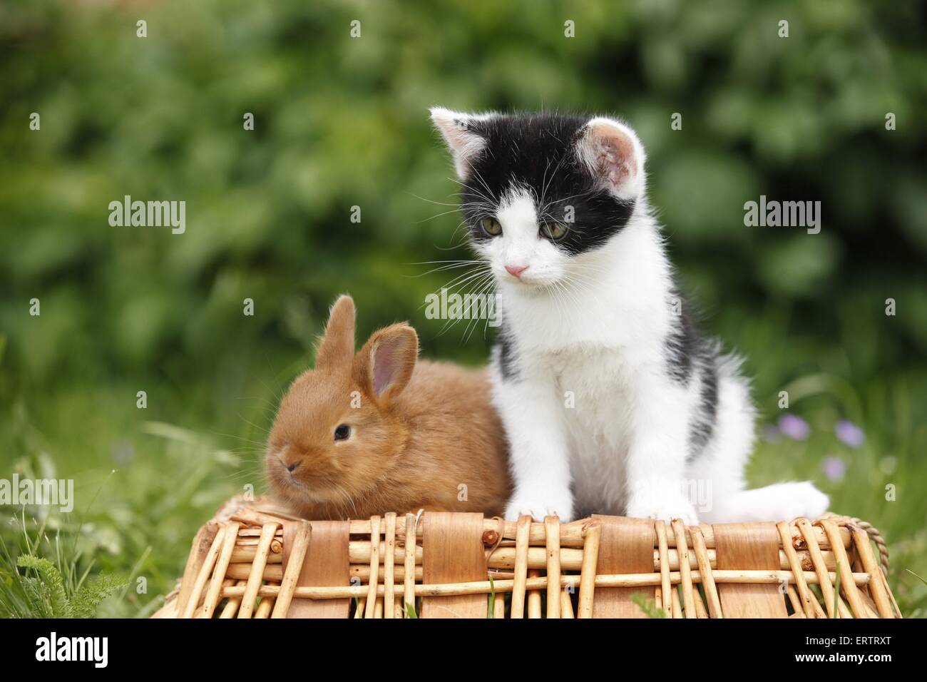 Kätzchen und Kaninchen Stockfoto