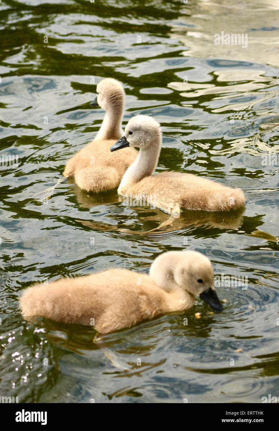 Leeds, Yorkshire, Großbritannien. 8. Juni 2015. Diese Cygnets Roundhay Park, Leeds waren die Wärme der Sonne auf den See genießen, während ihre schützende Eltern nie weit entfernt waren. Aufgenommen am 8. Juni 2015 Roundhay Park, Leeds, West Yorkshire. Bildnachweis: Andrew Gardner/Alamy Live-Nachrichten Stockfoto