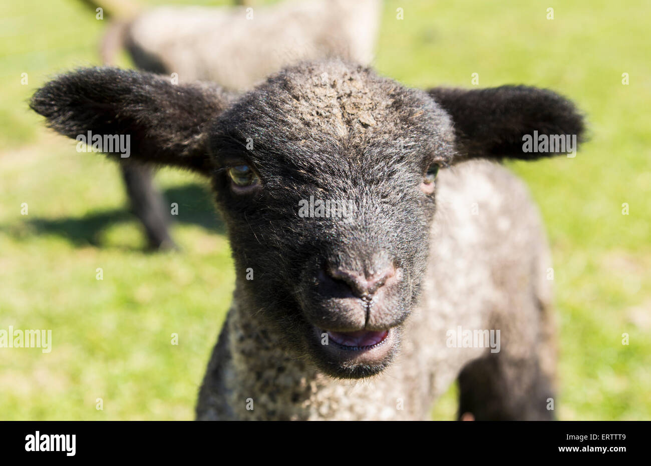 Junge schwarze Lamm, UK Stockfoto