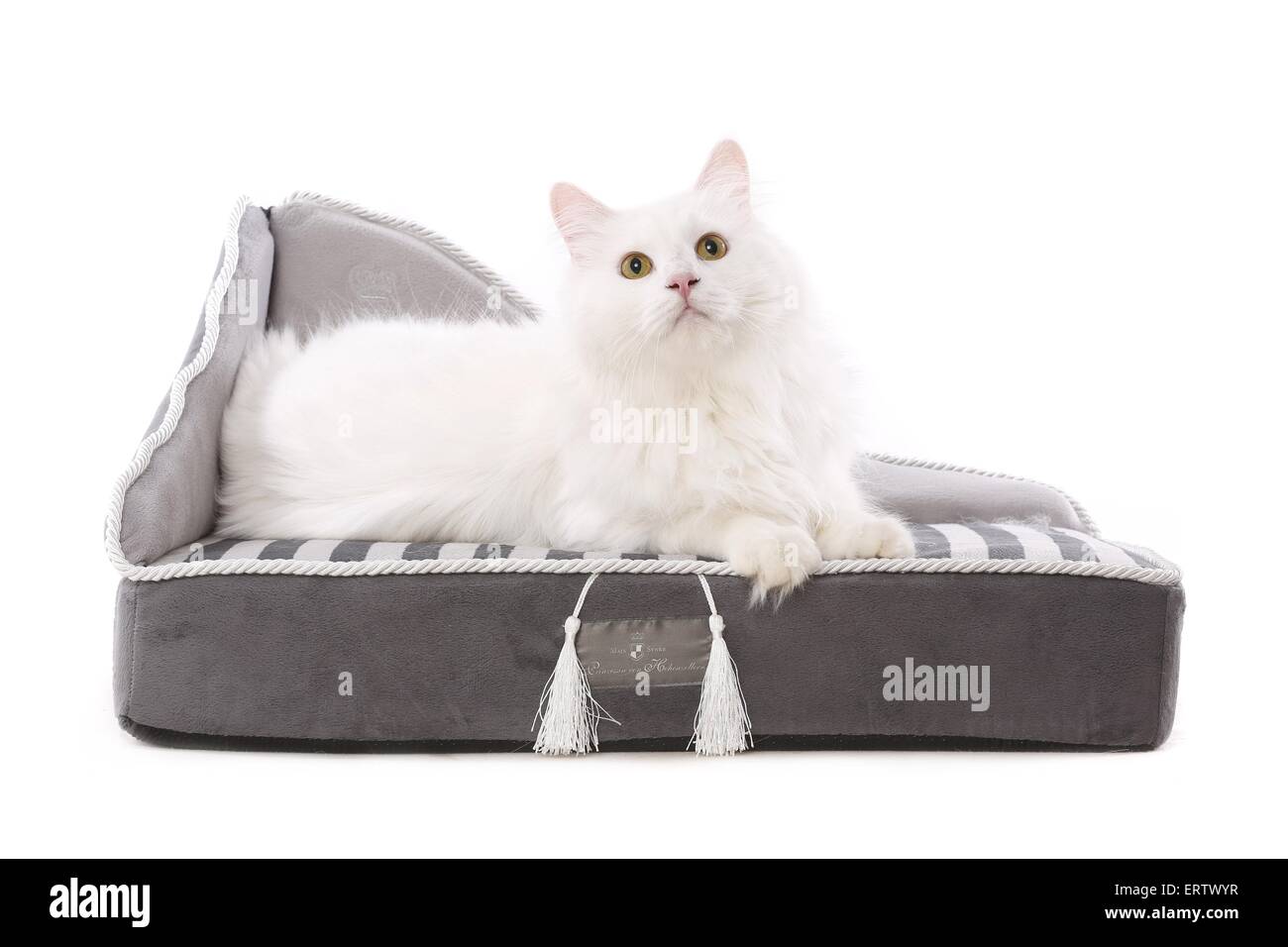 Sibirische Waldkatze Stockfoto