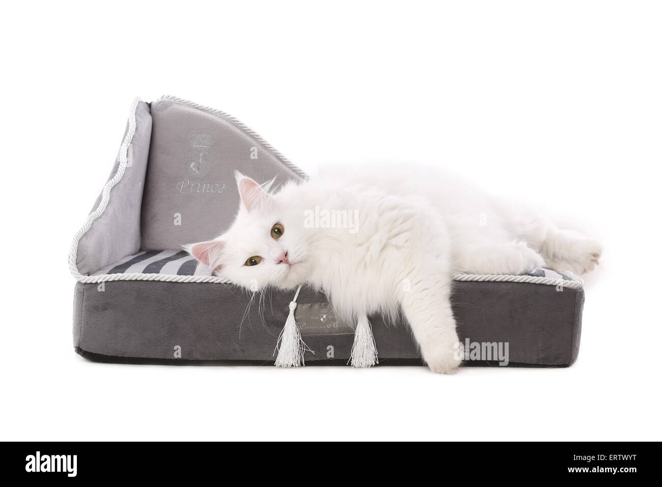 Sibirische Waldkatze Stockfoto