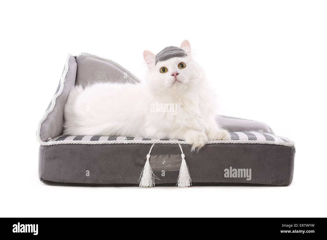 Sibirische Waldkatze Stockfoto