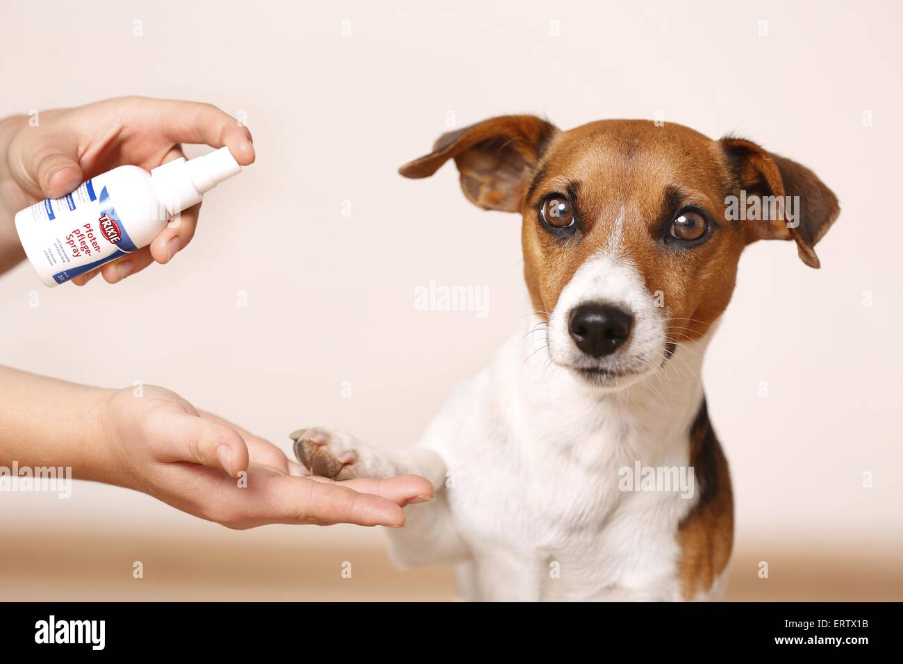 Pfoten-Pflege Stockfoto