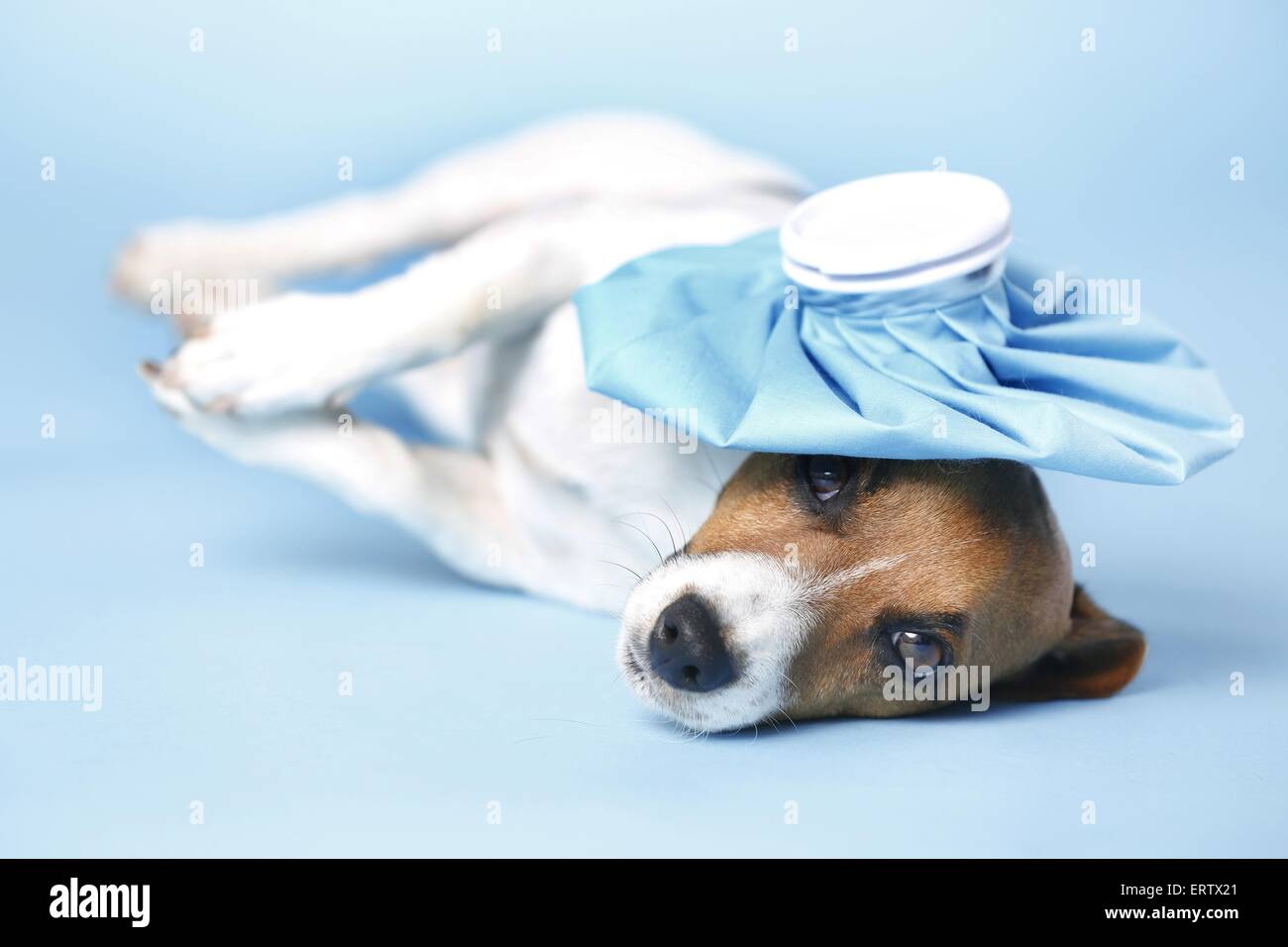 Jack Russell Terrier liegend Stockfoto