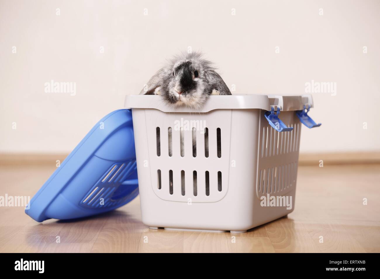 Zwerg Kaninchen Stockfoto