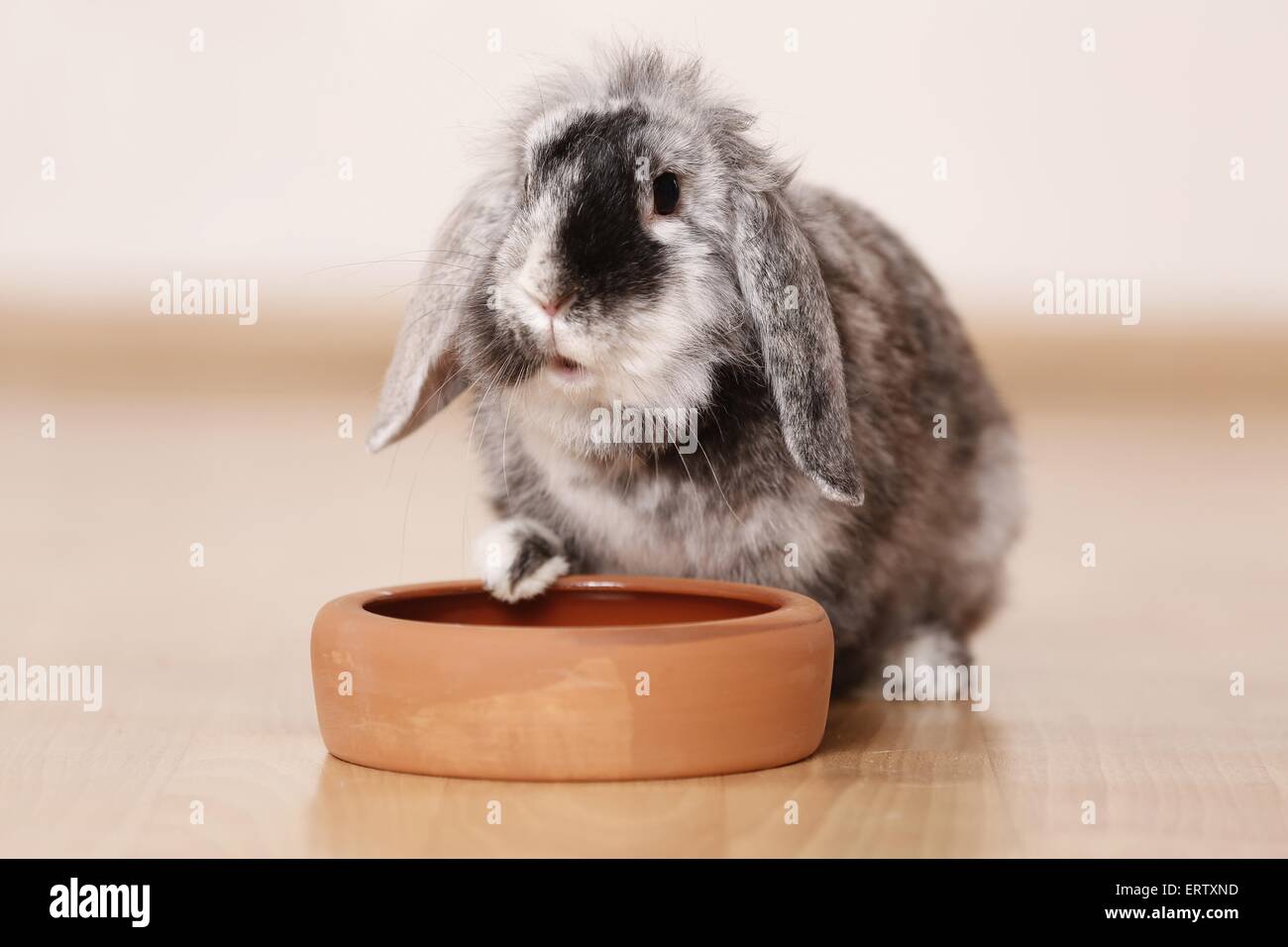 Zwerg Kaninchen Stockfoto