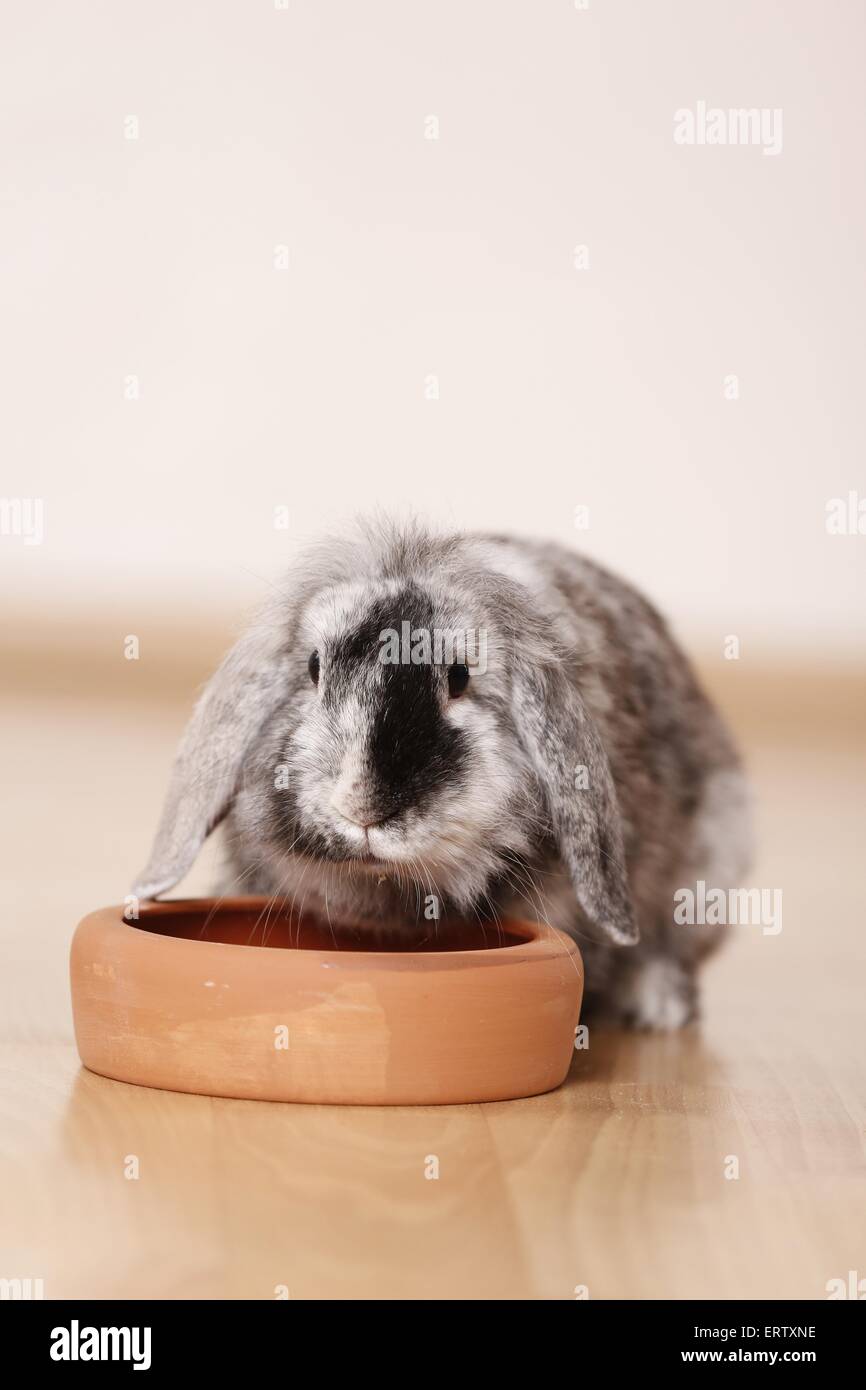 Zwerg Kaninchen Stockfoto
