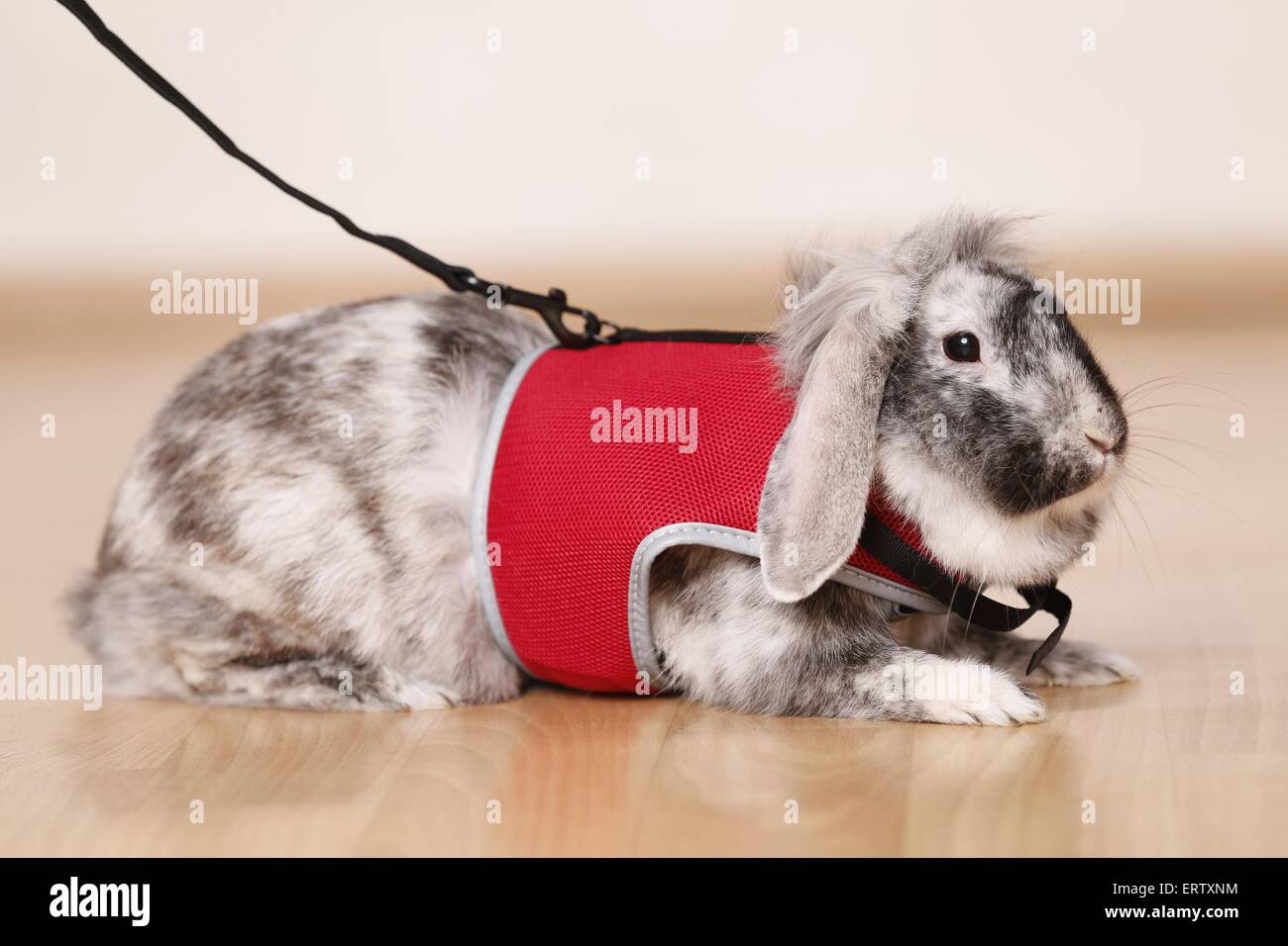 Zwerg Kaninchen Stockfoto