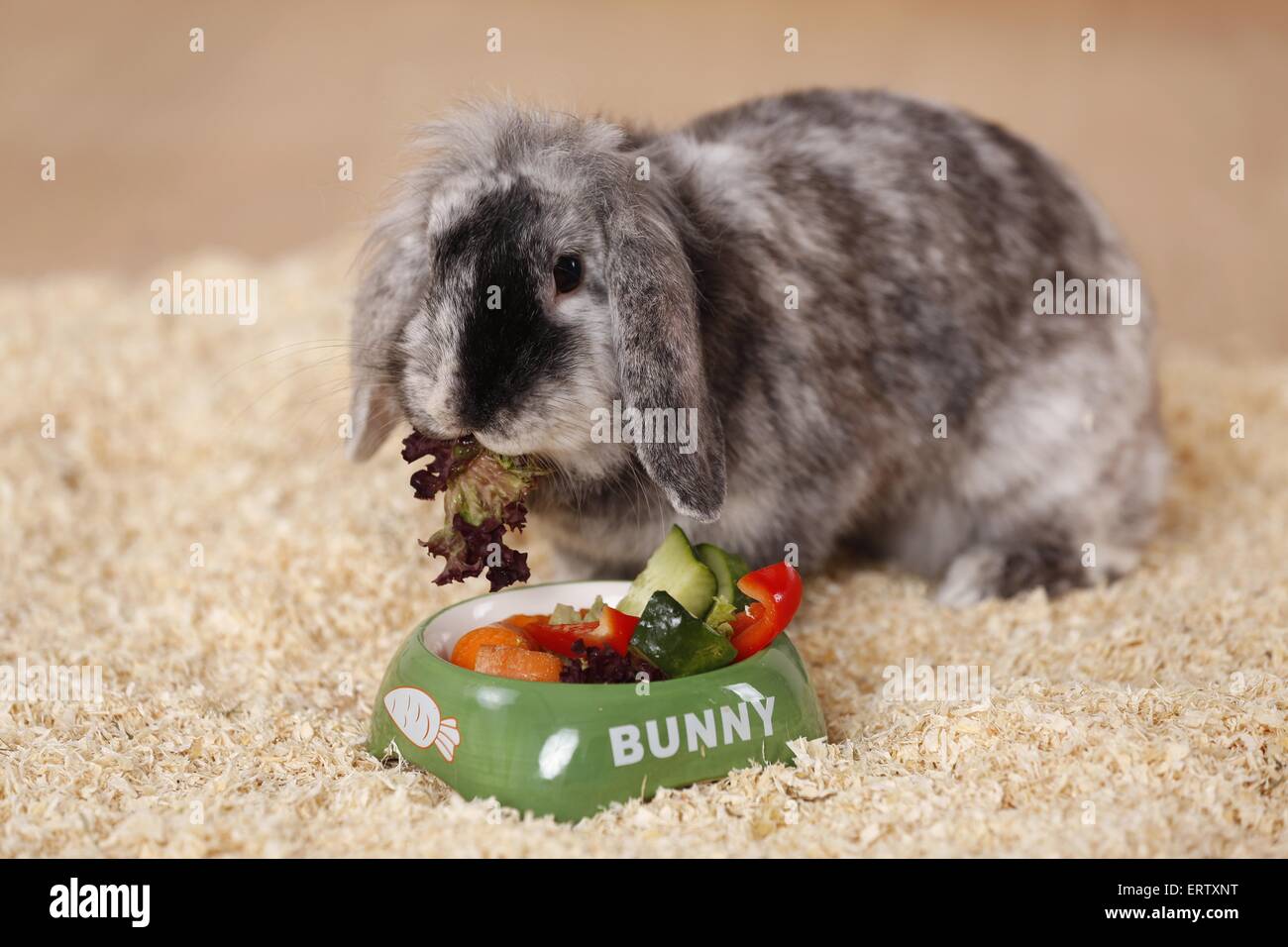 Zwerg Kaninchen Stockfoto