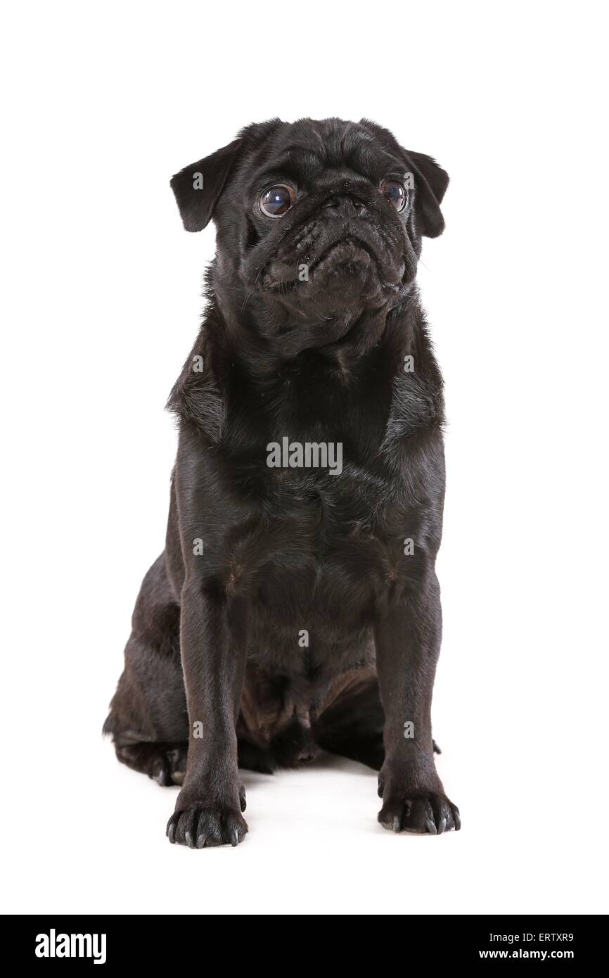 Mops sitzend Stockfoto