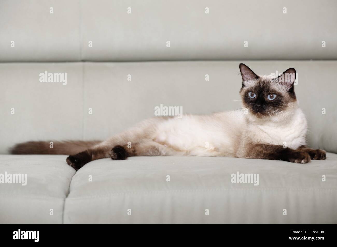 Ragdoll Stockfoto