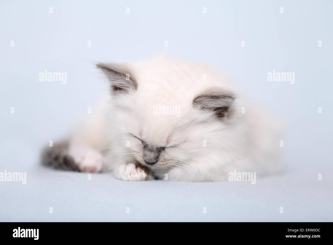 Ragdoll Kätzchen Stockfoto