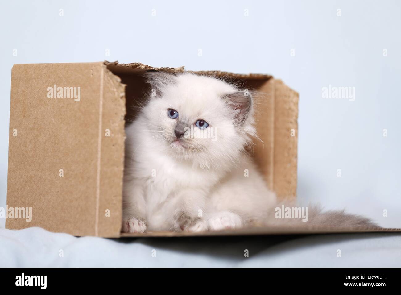 Ragdoll Kätzchen Stockfoto