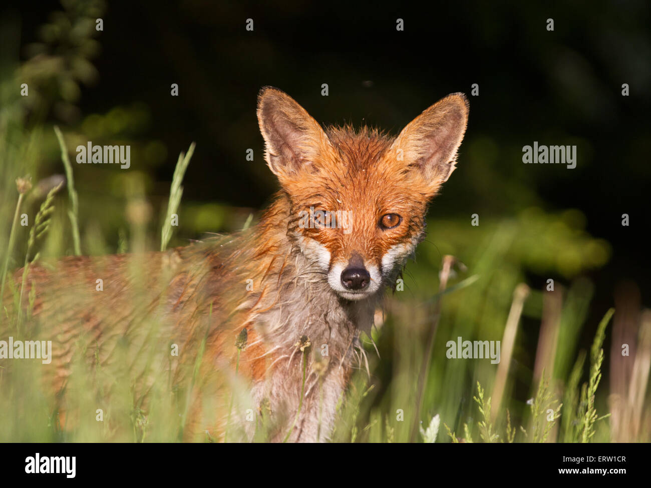 Eine Rotfuchs (Vulpes Vulpes) nass sein Fell von taufrischen Rasen Stockfoto