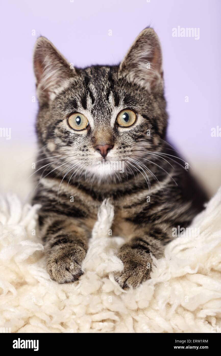 junge Katze Stockfoto