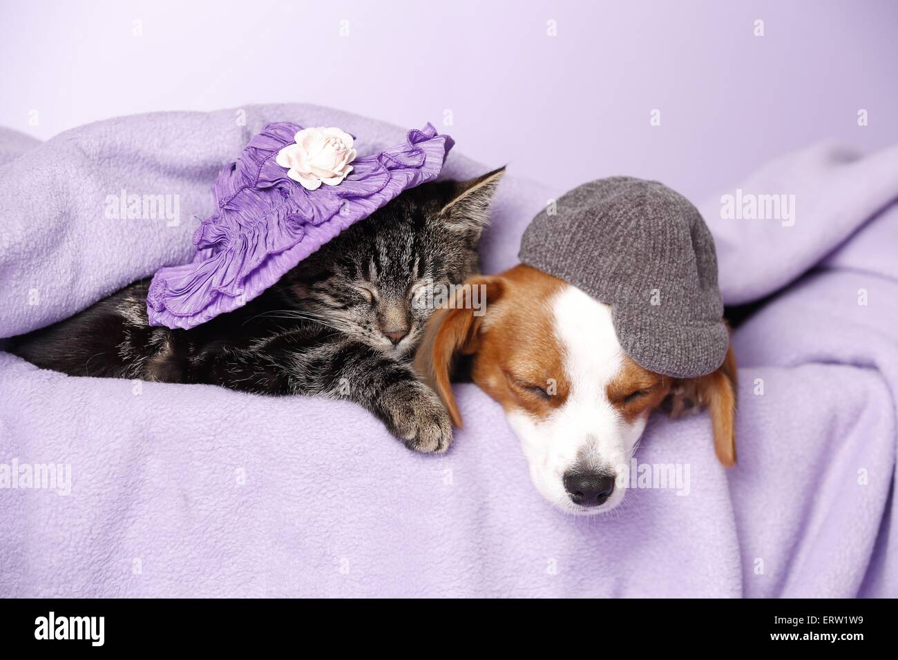 Hund und Katze Stockfoto