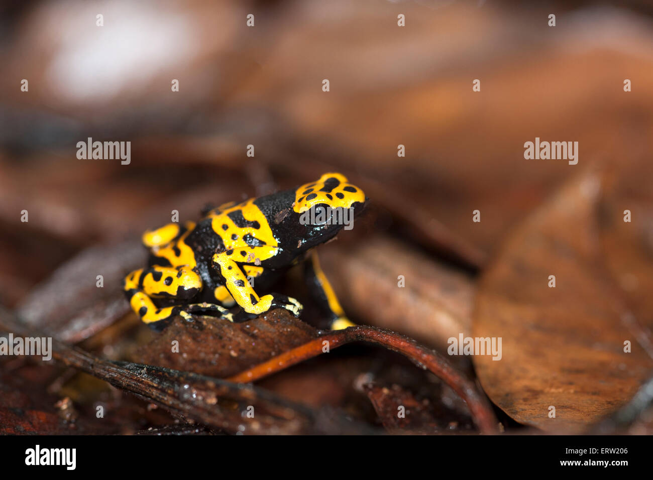 Gelb und schwarz Pfeilgiftfrosch Stockfoto