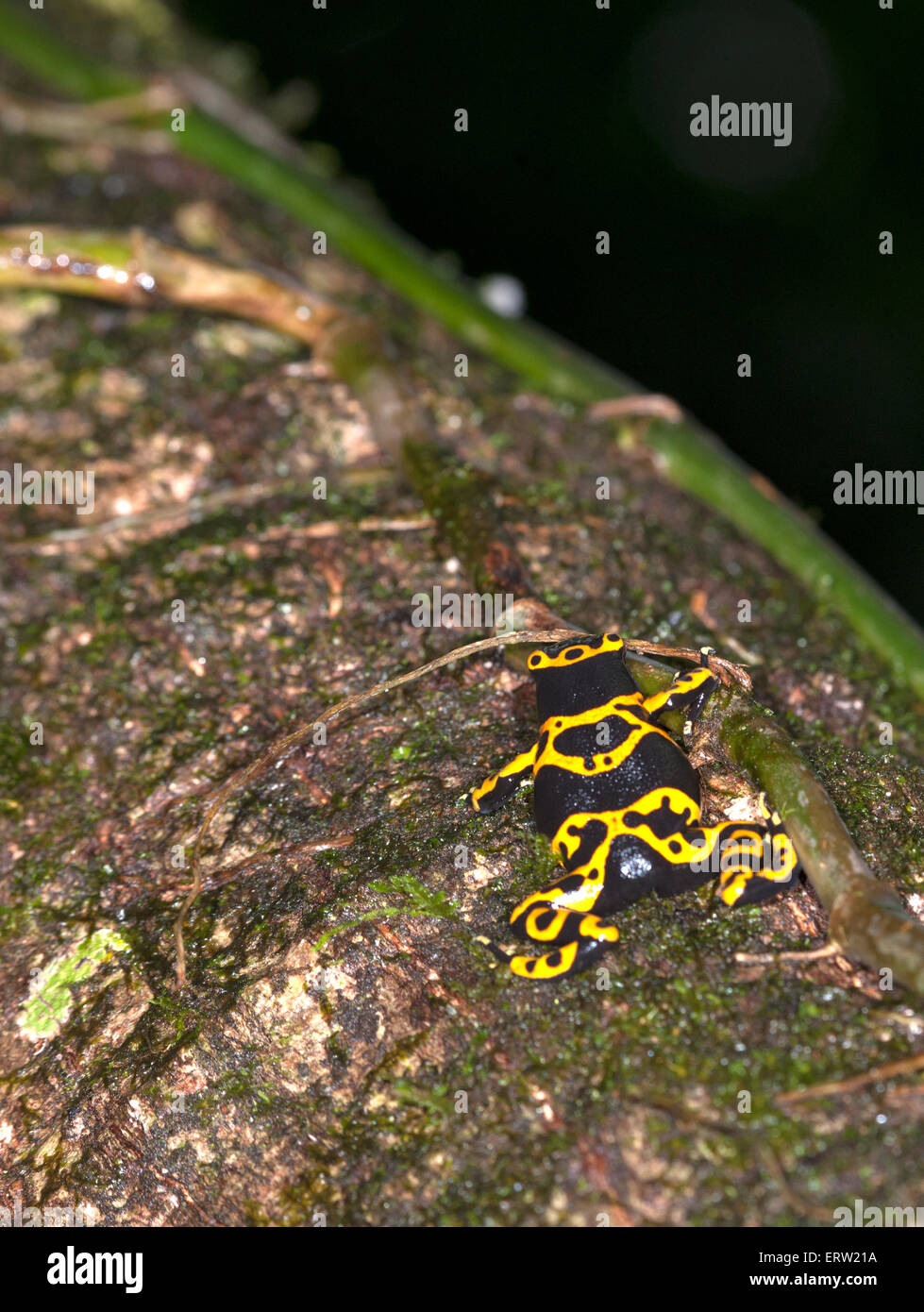 Gelb und schwarz Pfeilgiftfrosch Stockfoto