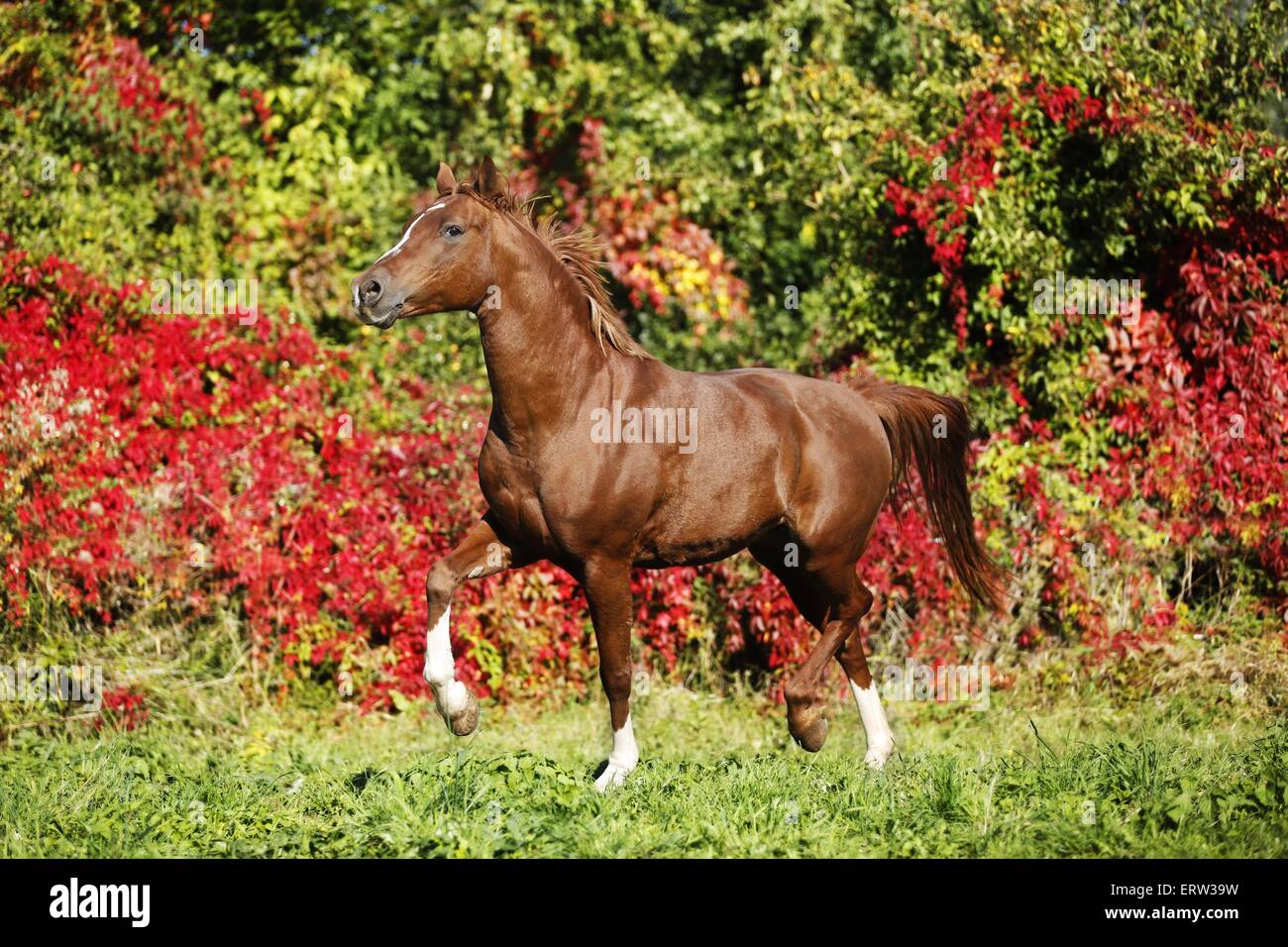Arabisches Pferd Stockfoto