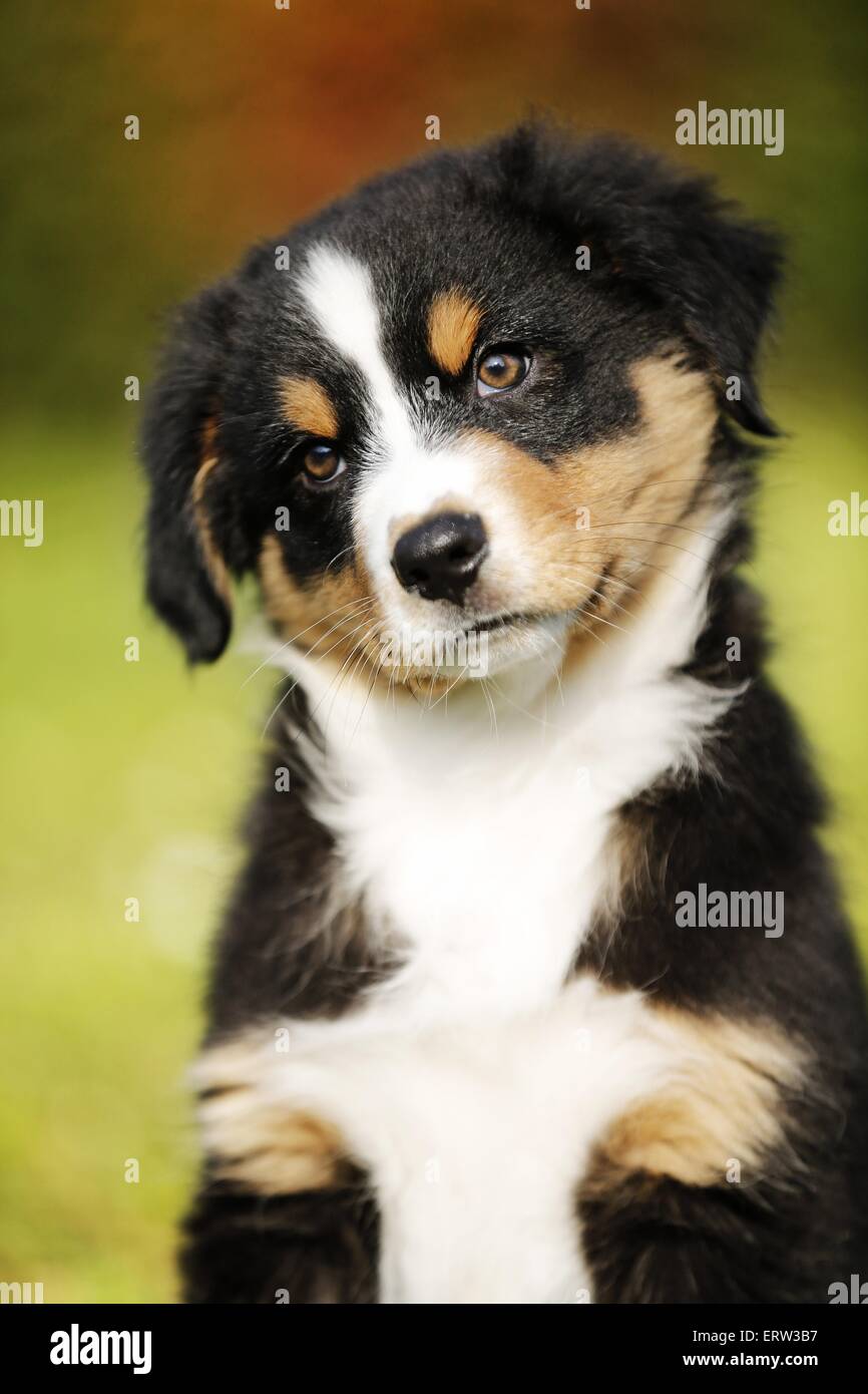 Australian Shepherd Welpen Stockfoto