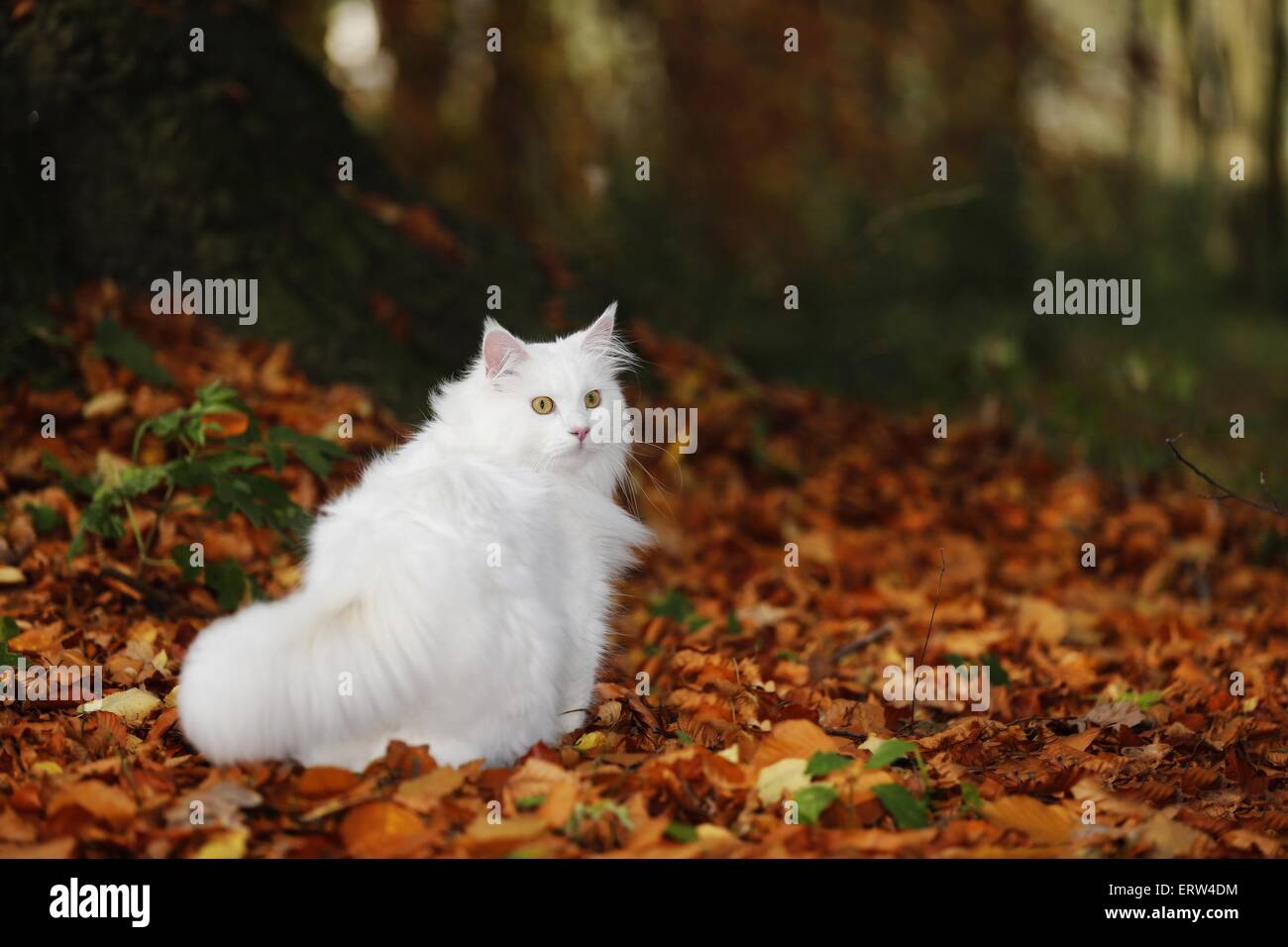 weiße Sibirische Katze Stockfoto