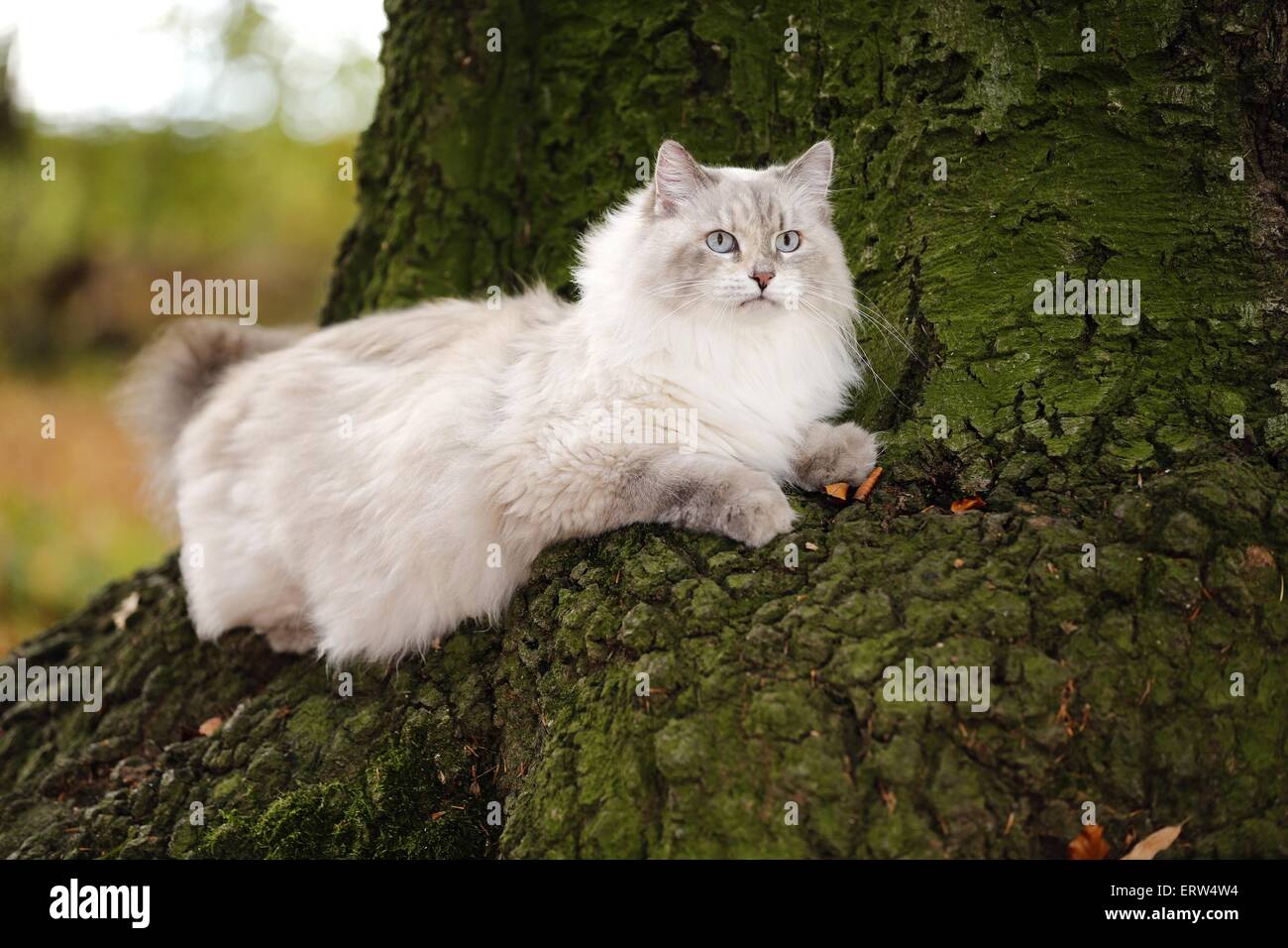 Neva Masquarade liegend Stockfoto