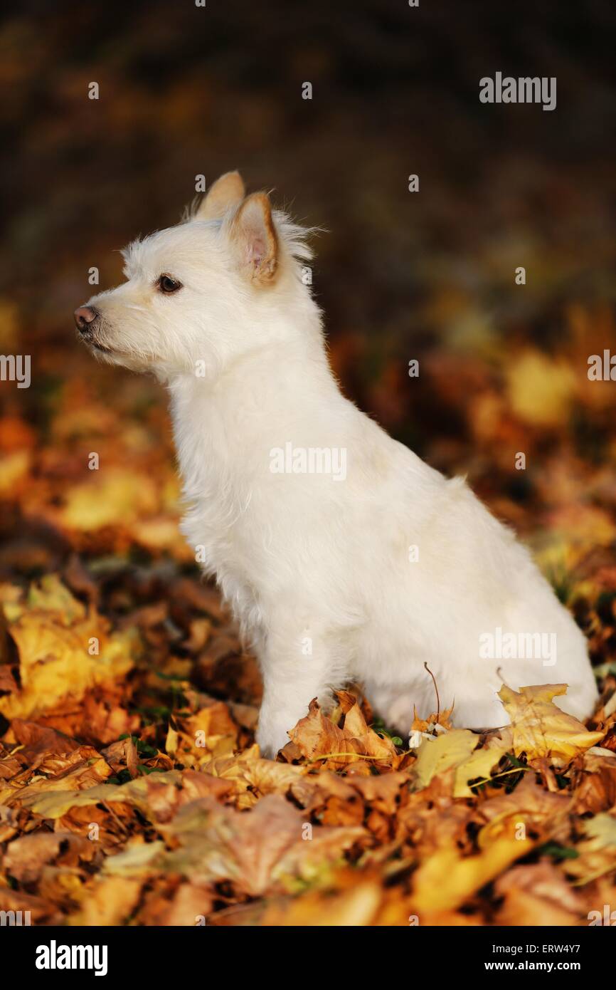 sitzen-Mischling Stockfoto