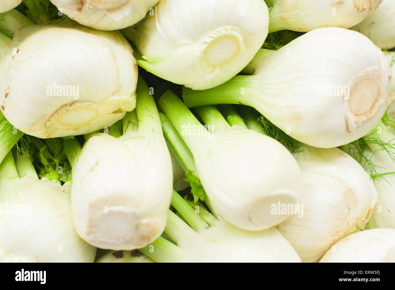 weiße Roh und frisch Fenchel Zwiebeln Haufen im Markt Stockfoto