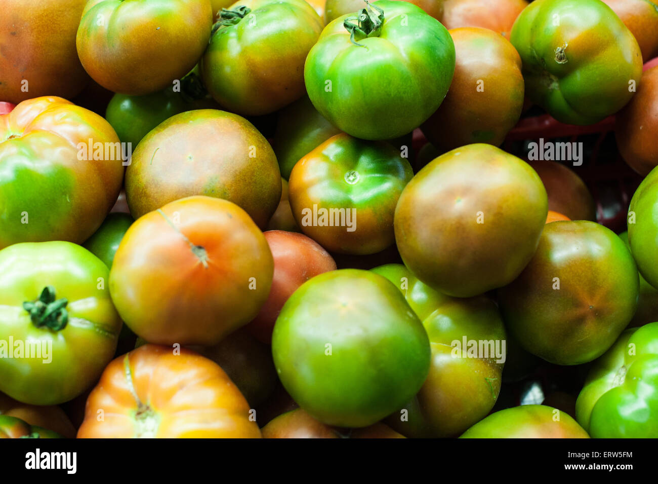 Frische rohe rote und grüne Tomaten in Markt hautnah Stockfoto