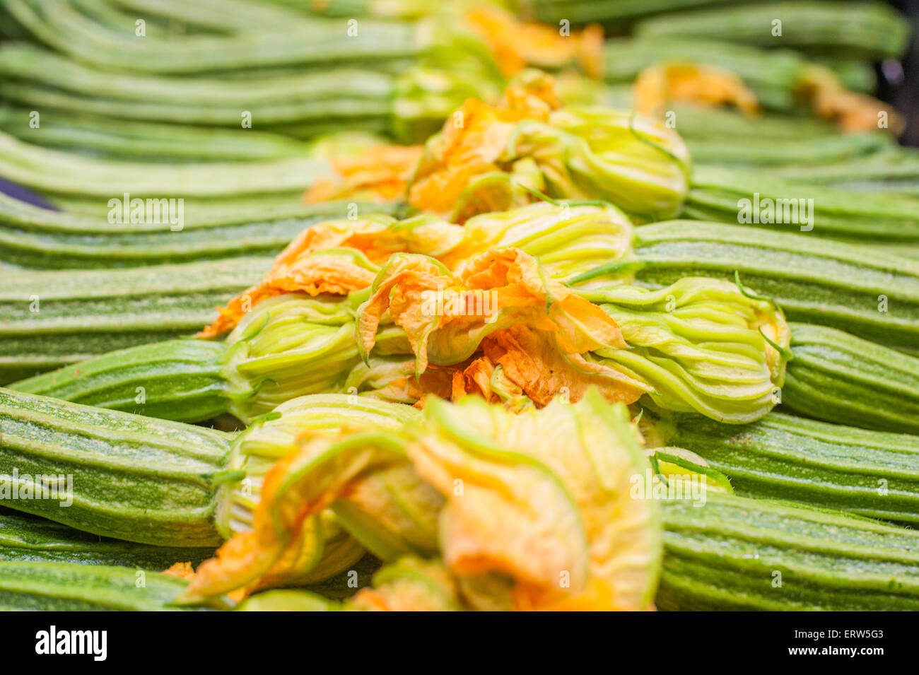 Frische rohe grüne Zucchini mit Blumen horizontale Komposition Detail selektiven Fokus Stockfoto