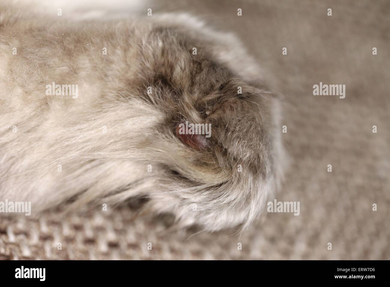 Neva Masquarade Pfote Stockfoto