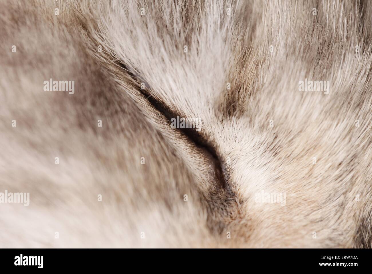 Neva Masquarade eye Stockfoto