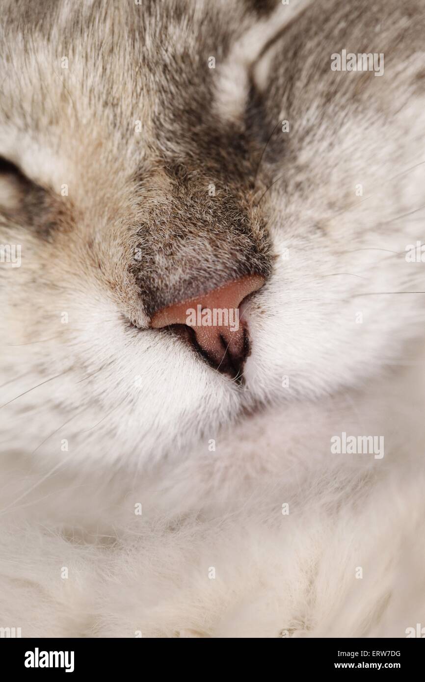 Neva Masquarade Nase Stockfoto