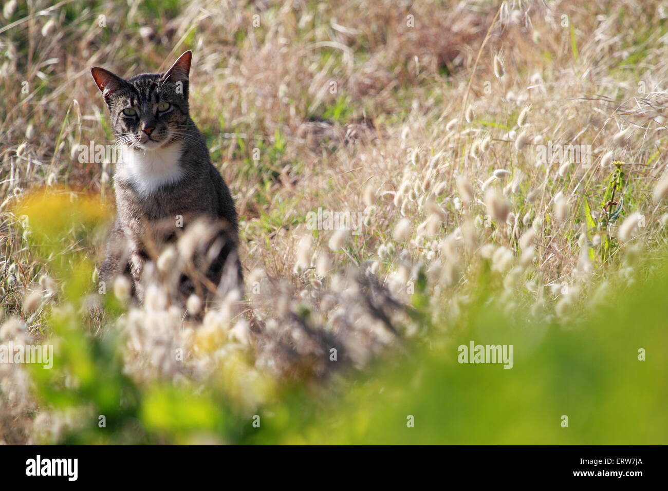 Ein alert-Katze. Bild in Hermanus, western Cape, Südafrika Stockfoto