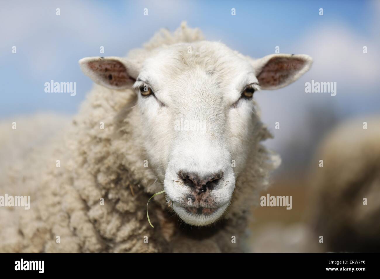 Schafe Stockfoto