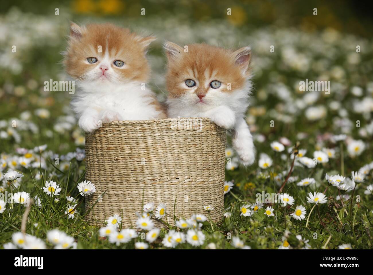 Highlander Kitten auf Blumenwiese Stockfoto