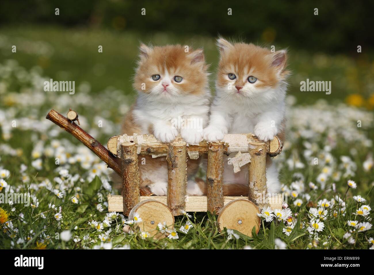 Highlander Kitten auf Blumenwiese Stockfoto