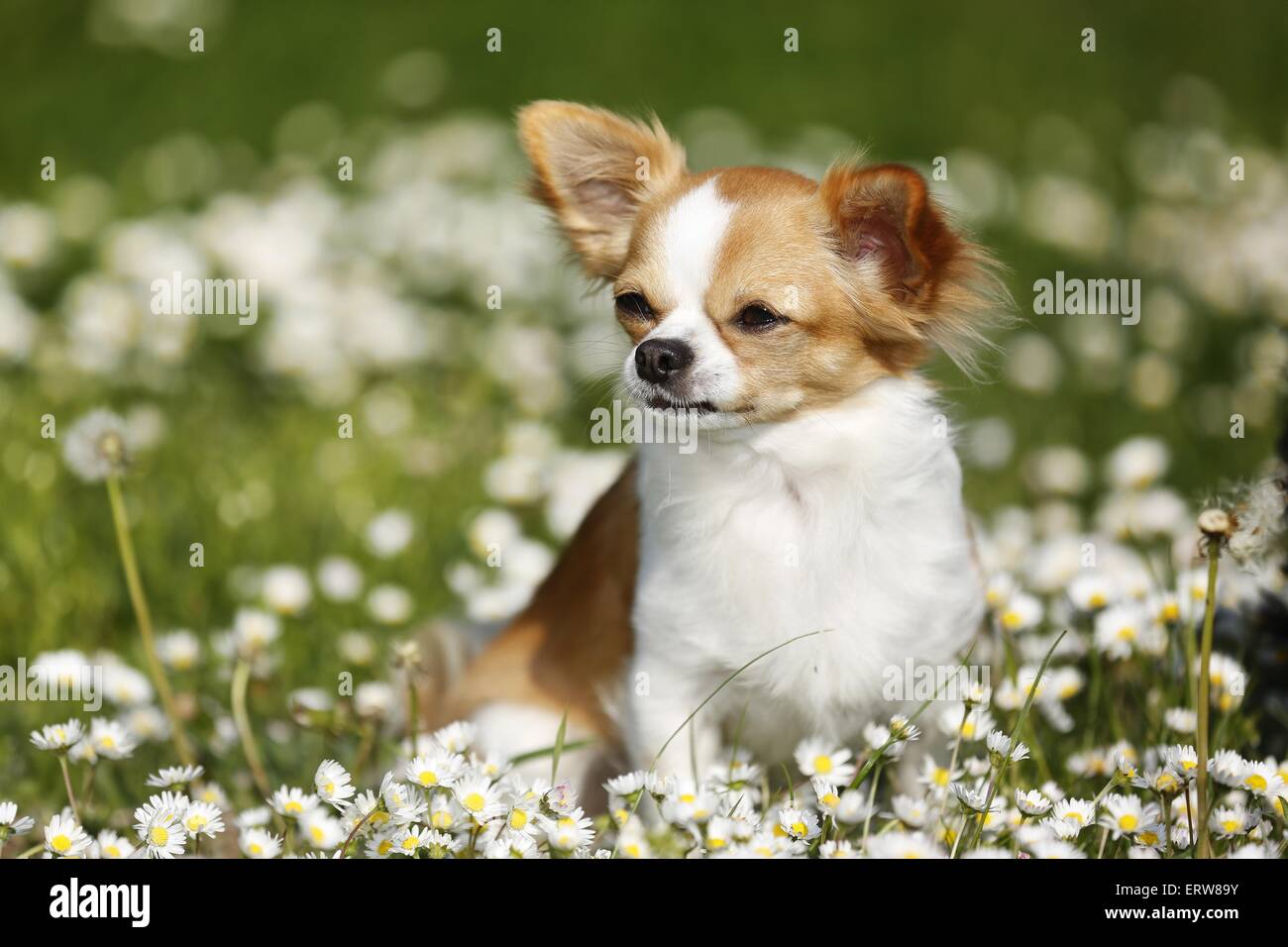 Chihuahua zu sitzen Stockfoto