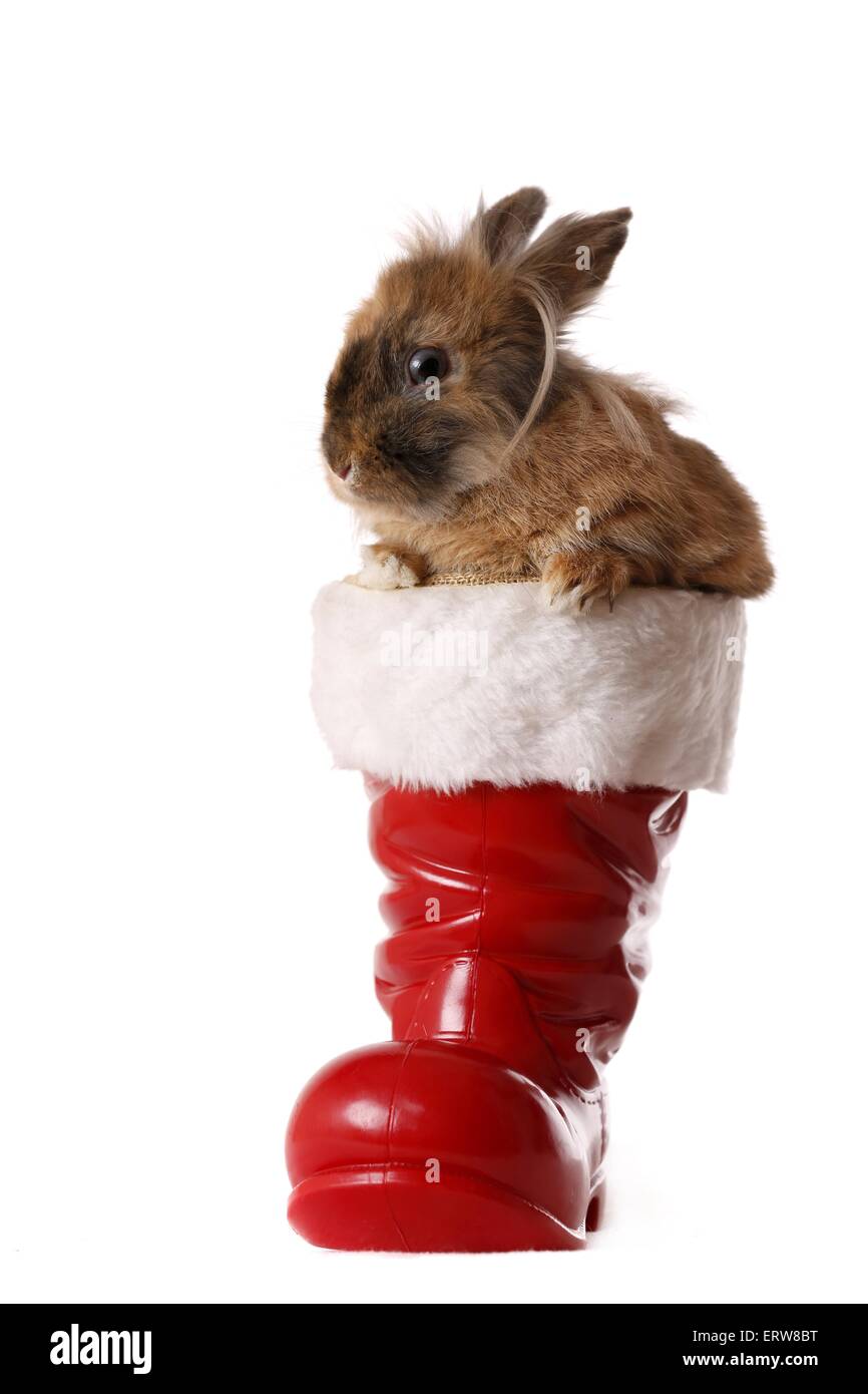 Löwenköpfige Kaninchen Stockfoto