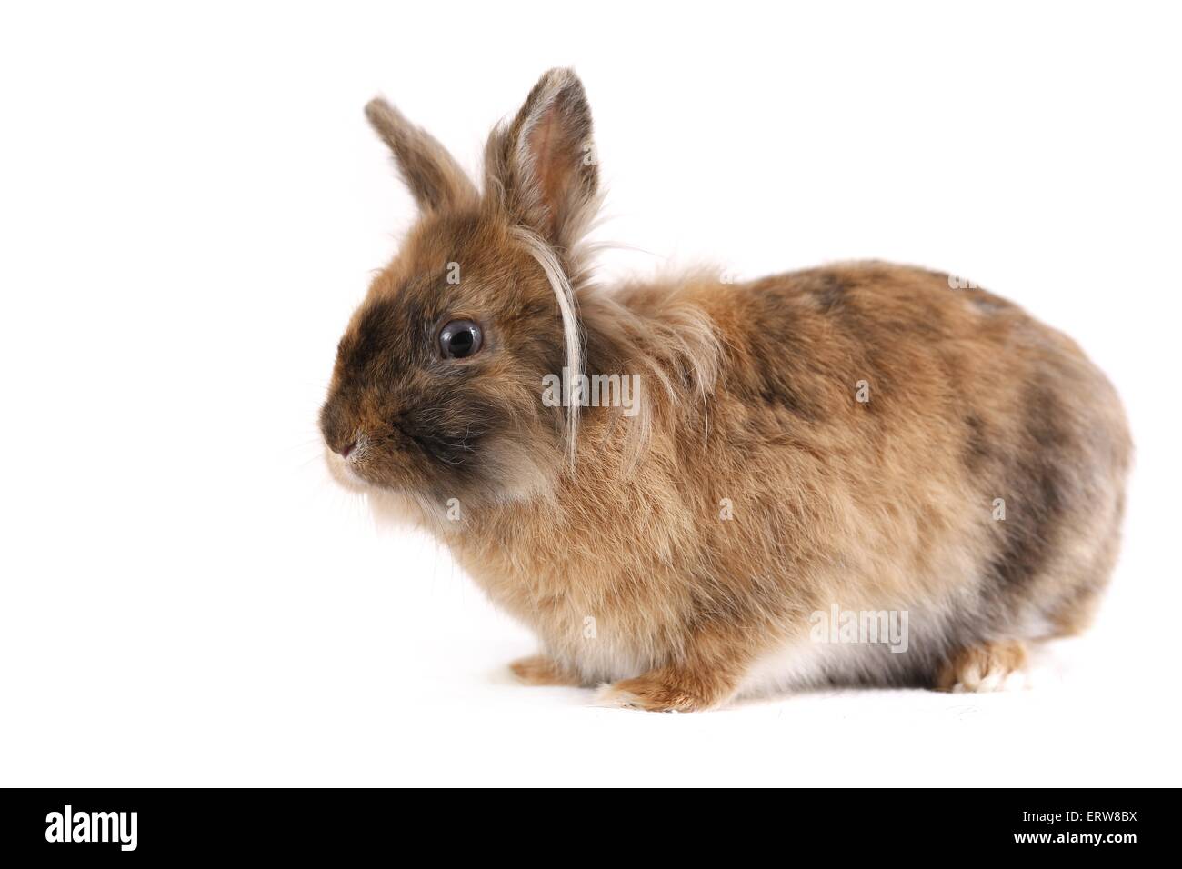 Löwenköpfige Kaninchen Stockfoto