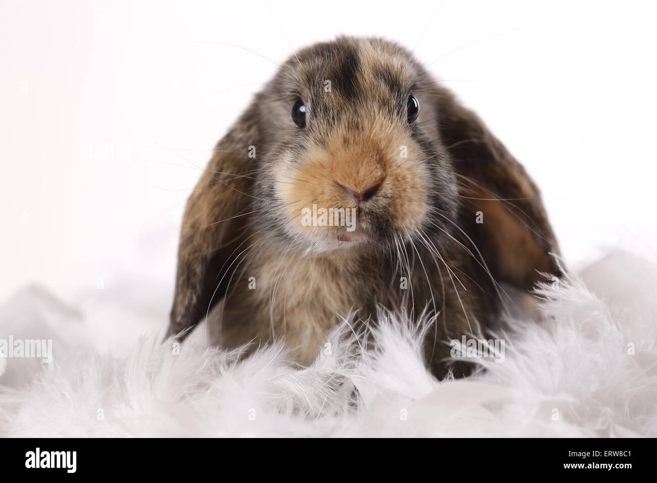 Lop Kaninchen Stockfoto