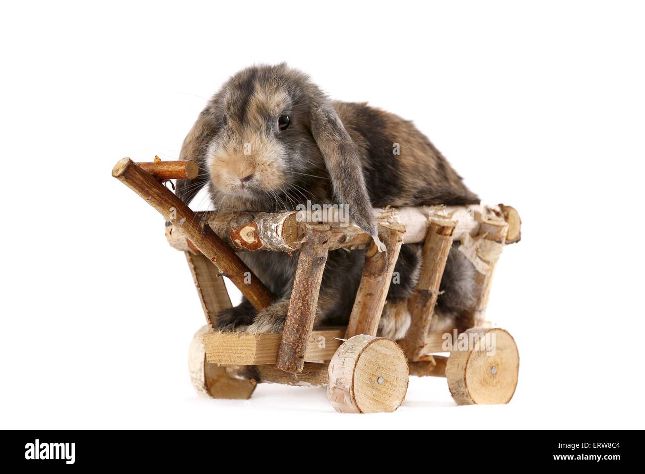 Lop Kaninchen Stockfoto