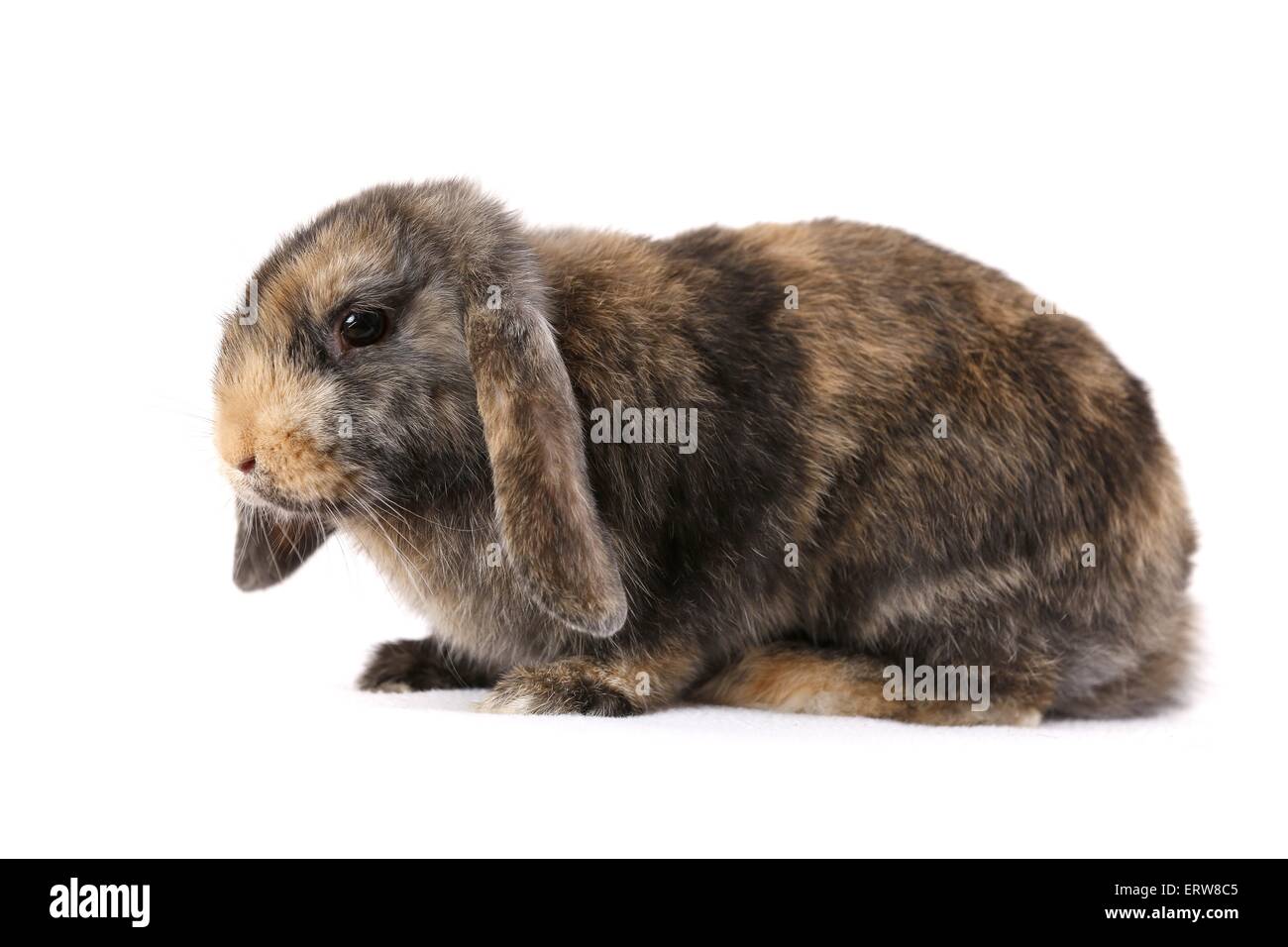 Lop Kaninchen Stockfoto