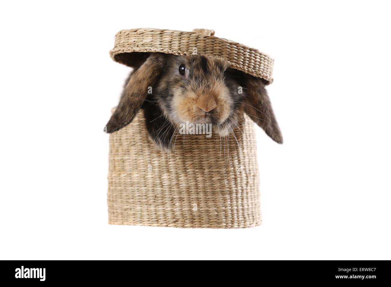 Lop Kaninchen Stockfoto