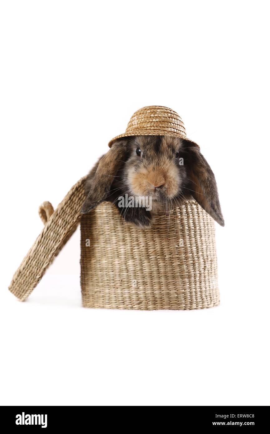 Lop Kaninchen Stockfoto