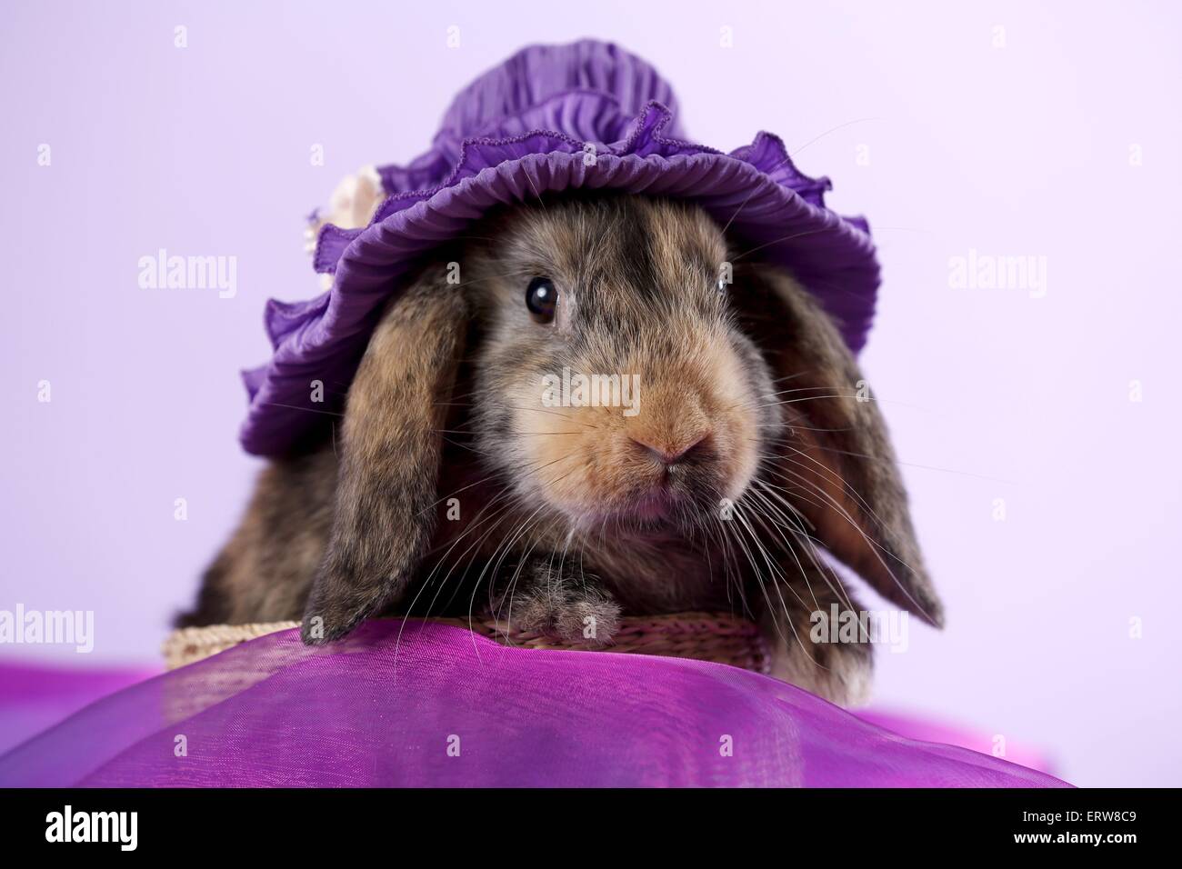 Lop Kaninchen Stockfoto