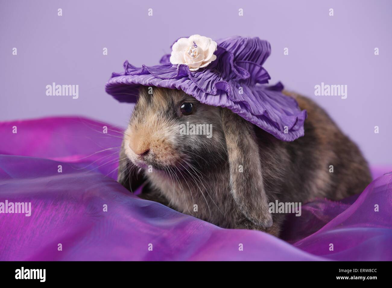 Lop Kaninchen Stockfoto
