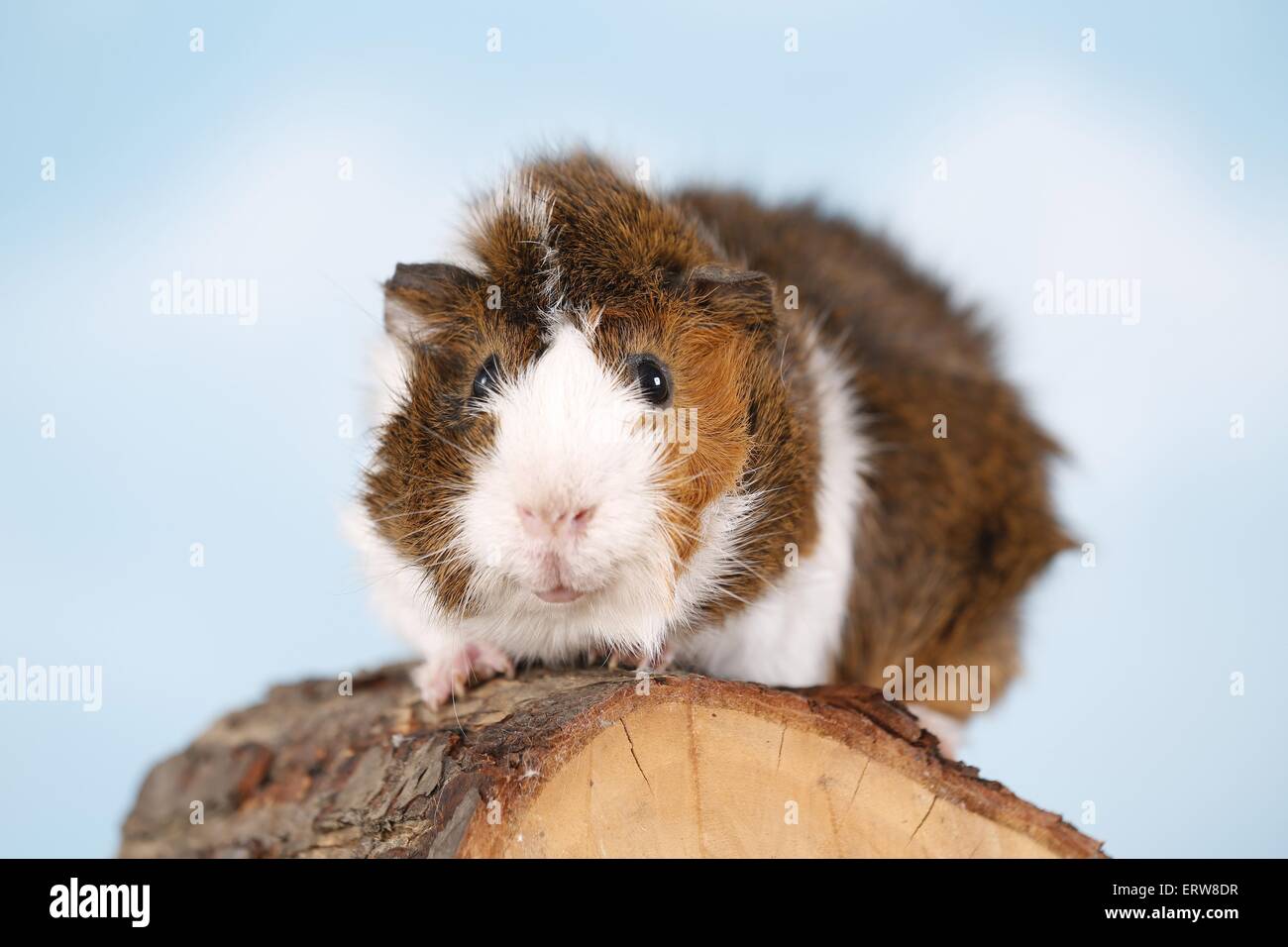 Abessinier Meerschweinchen Stockfoto