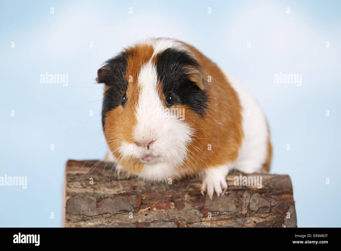 Kurzhaar Meerschweinchen Stockfoto