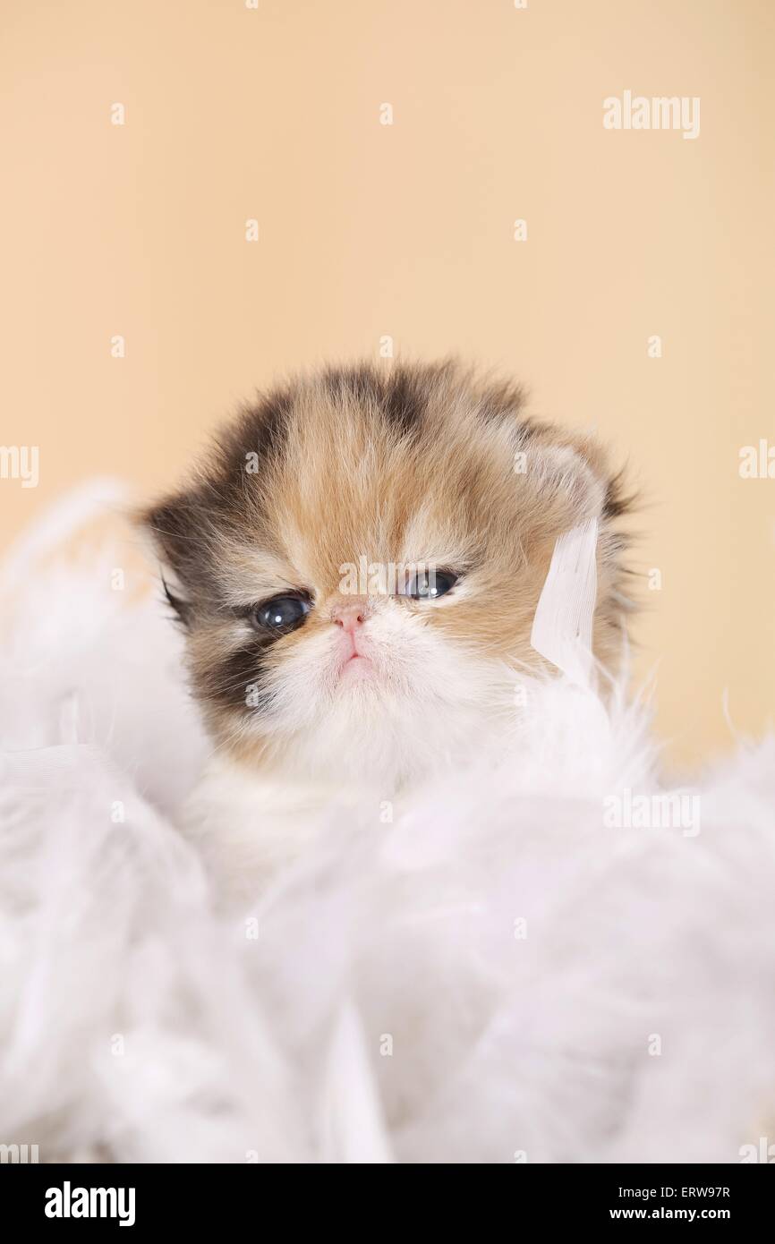 3 Wochen Alter Perser Kätzchen Stockfoto